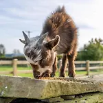Casa vacanze Eden House And Pet Farm *