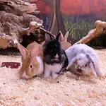 Eden House And Pet Farm *