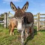 Eden House And Pet Farm Casa vacanze