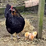 Eden House And Pet Farm Casa vacanze *