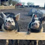 Eden House And Pet Farm Feevaghmore