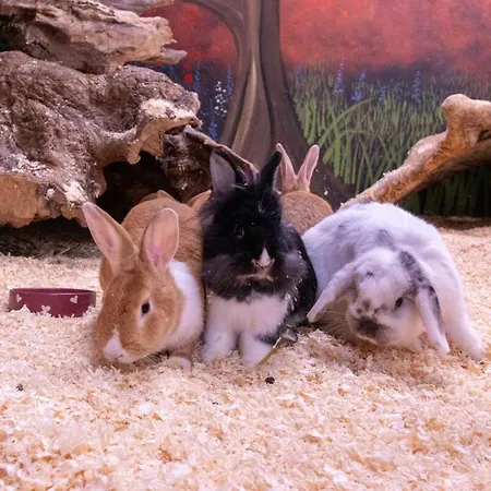 Eden House And Pet Farm *