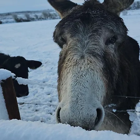 Eden House And Pet Farm Feevaghmore
