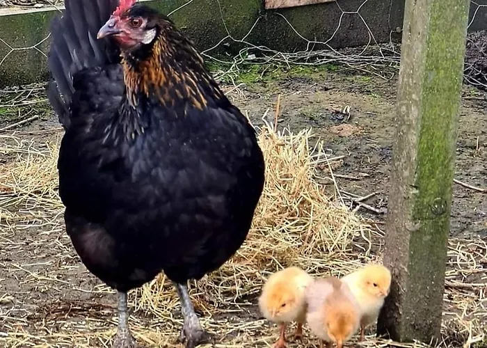 Eden House And Pet Farm 度假居 *