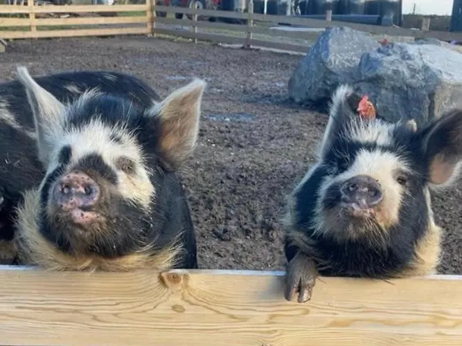 Eden House And Pet Farm Feevaghmore