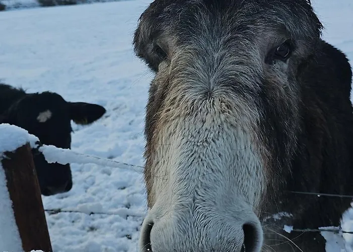 Eden House And Pet Farm Feevaghmore